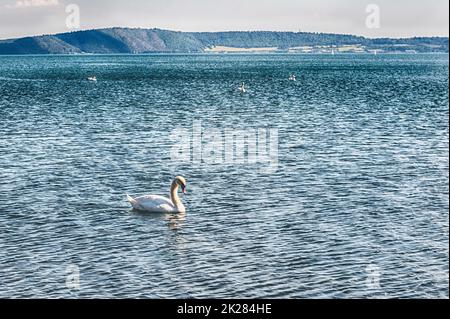 Wunderschöner weißer Schwan am See Bracciano, Italien Stockfoto