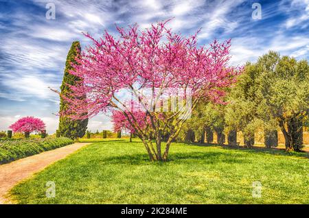 Wunderschöner Garten mit blühenden Kirschbäumen, Zypressen und Olivenbäumen Stockfoto