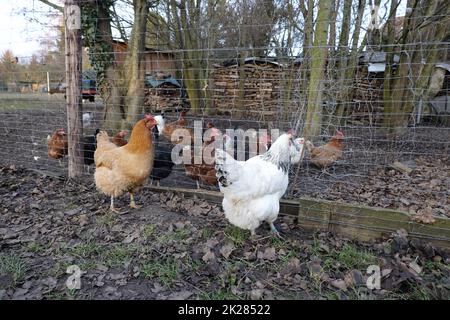 Freilaufende HaushÃ¼hner (Gallus gallus domesticus) Stockfoto