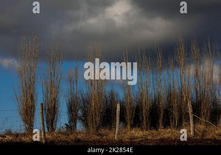 Landschaft mit Bäumen und Wolken Stockfoto