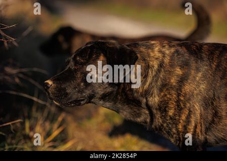 Schwarze Hunde in Nahaufnahme Porträt in der Natur Stockfoto