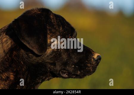 Schwarzer Hund in Nahaufnahme Porträt in der Natur Stockfoto