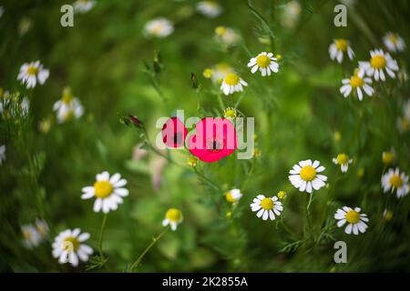 Blüten von Linum grandiflorum (Mitte) gegen Blüten von Anthemis cotula. Wirbelndes Bokeh. Stockfoto