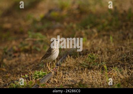 Berthelot's Pipit Anthus berthelotii auf einem Rohr. Stockfoto