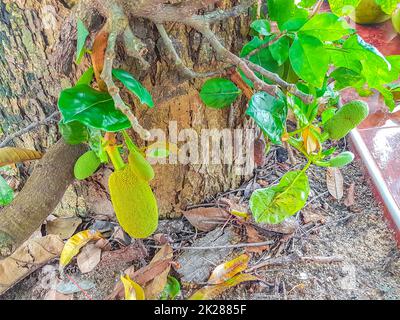 Jackfrucht wächst auf einem Jack Tree auf Koh Samui Thailand. Stockfoto