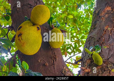 Jackfrucht wächst auf einem Jack Tree auf Koh Samui Thailand. Stockfoto