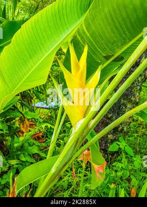 Wunderschöne rote gelbe Heliconia Blume Tropenwald Koh Samui Thailand. Stockfoto