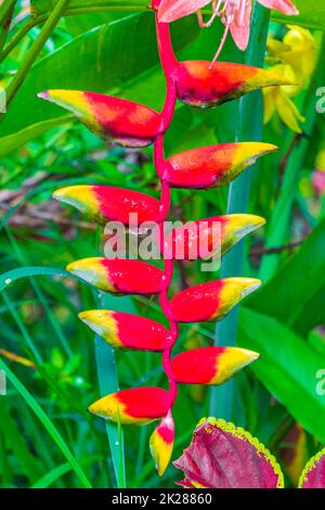 Wunderschöne rote gelbe Heliconia Blume Tropenwald Koh Samui Thailand. Stockfoto