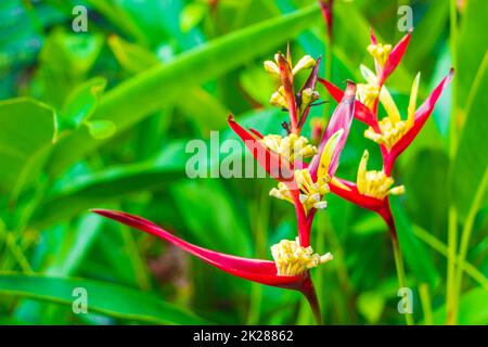 Wunderschöne rote gelbe Heliconia Blume Tropenwald Koh Samui Thailand. Stockfoto