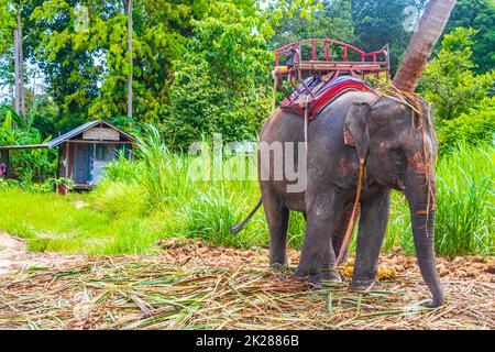 Asiatische Elefanten zum Reiten im tropischen Regenwaldpark Koh Samui Thailand. Stockfoto