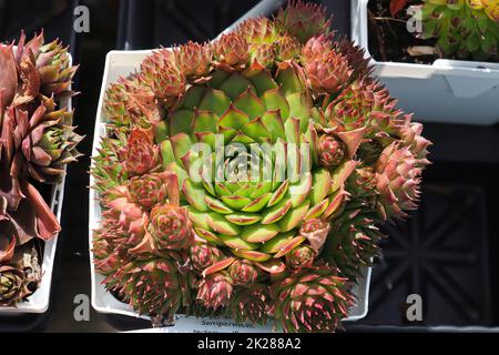 Nahaufnahme von Hühnern und Küken Sukulenten Pflanzen Stockfoto