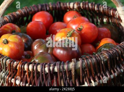 Verschiedene Heirloom Tomaten in Körben auf rustikalen Tisch. Bunte Tomaten - rot, gelb, orange. Ernte Gemüse kochen Konzeption. Volle Korb von tometoes Stockfoto