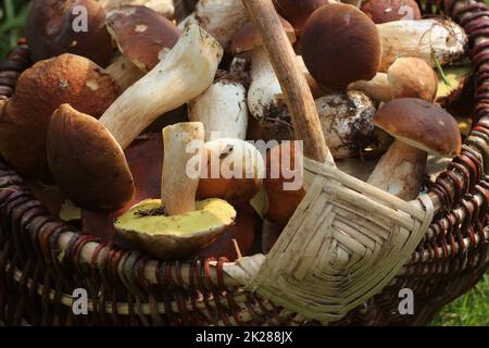 Korb voller Frische Steinpilze Pilze im Wald Stockfoto