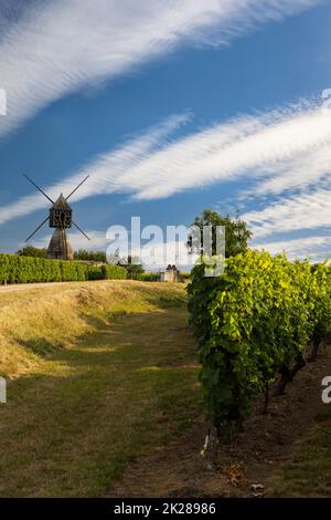 Windmühle von La Tranchee und Weinberg in der Nähe von Montsoreau, Pays de la Loire, Frankreich Stockfoto