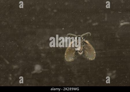 Unterseite eines Badezimmers mit Mottenmidge auf Glas. Stockfoto