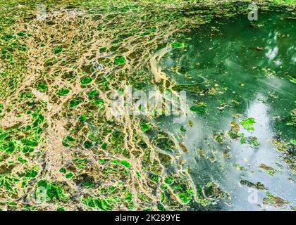 Hintergrundtexturmuster algeabildender dicker Schichten auf der Wasseroberfläche Stockfoto