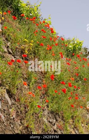 Gewöhnlicher Mohn Papaver Rhoeas in Blüte. Stockfoto