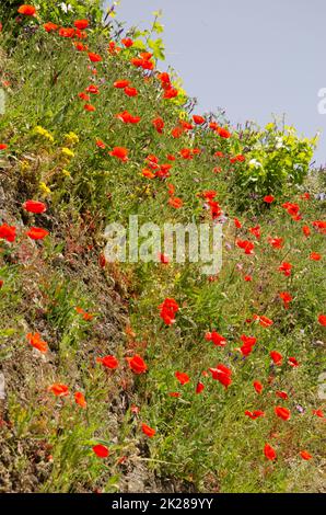 Gewöhnlicher Mohn Papaver Rhoeas in Blüte. Stockfoto