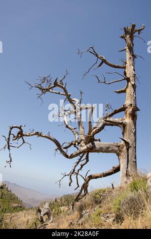 Tote Kanarische Insel Pinus canariensis. Stockfoto