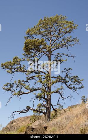 Kanarische Insel Pinus canariensis. Stockfoto