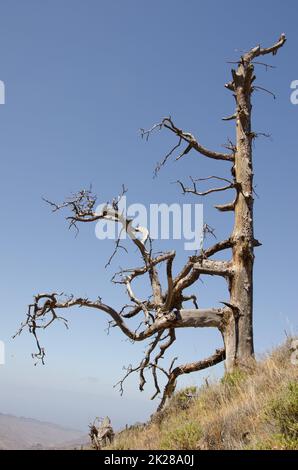 Tote Kanarische Insel Pinus canariensis. Stockfoto