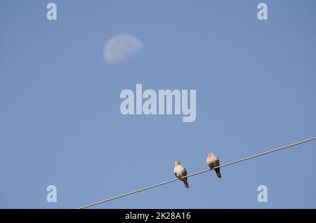 Eurasische Halsentauben auf einem Elektrodraht und schwindender Gibbous-Mond. Stockfoto