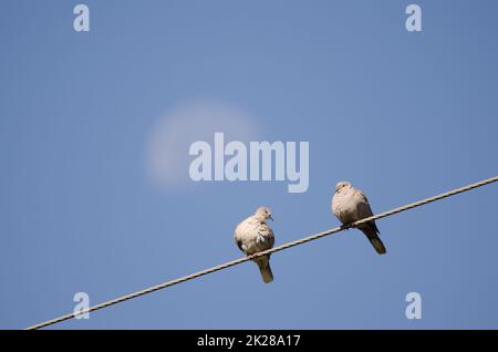 Eurasische Halsentauben auf einem Elektrodraht und schwindender Gibbous-Mond. Stockfoto