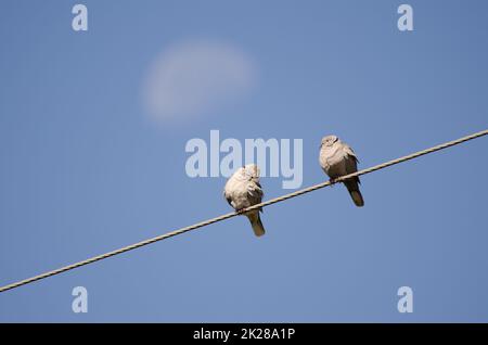 Eurasische Halsentauben auf einem Elektrodraht und schwindender Gibbous-Mond. Stockfoto