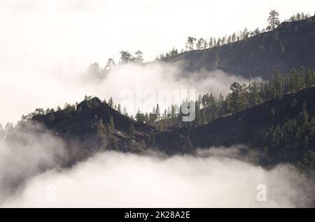 Hänge bedeckt mit Wald von Kiefern der Kanarischen Inseln inmitten der Wolken. Stockfoto