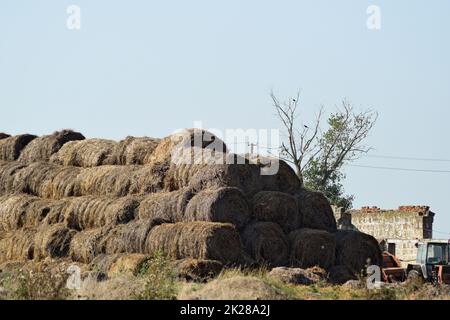 Haystacks in the field Stockfoto