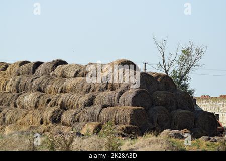 Heuhaufen im Feld Stockfoto