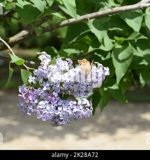 Schmetterling Ausschlag auf Flieder Farben. Schmetterlingsurtikaria. Stockfoto