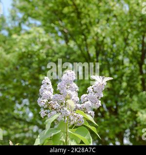Schwalbenschwanz-Schmetterling. Weißes Schmetterling-Segelboot auf den Fliederblumen Stockfoto