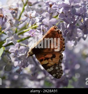 Schmetterling Ausschlag auf Flieder Farben. Schmetterlingsurtikaria. Stockfoto