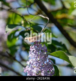 Schmetterling Ausschlag auf Flieder Farben. Schmetterlingsurtikaria. Stockfoto