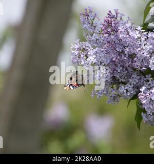 Fliederblumen auf den Zweigen eines Schmetterlingsadmirals Stockfoto