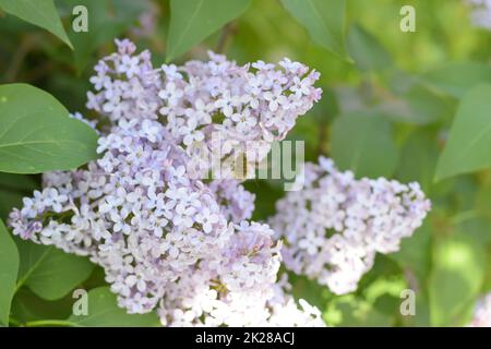 Lila Blumen auf den Zweigen. Schönen Lila Lila Blumen im Freien. Stockfoto