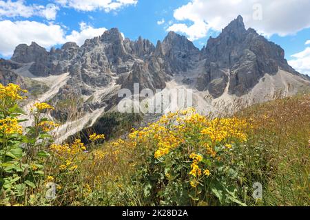 Gelbe Blüten von Arnica Montana und den Bergen der Dolomiten im Sommer Stockfoto