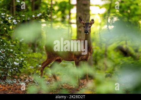 Einsames wildes Reh (Capreolus capreolus), das durch Blätter in einem Wald die Kamera anschaut, West Yorkshire, England, Großbritannien Stockfoto
