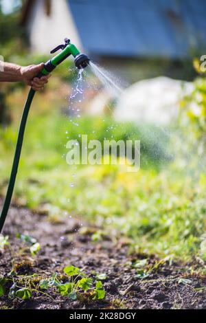 Bauernhand mit Gartenschlauch und Pistolendüse zur Bewässerung von Gemüsepflanzen im Sommer. Gartenkonzept. Landwirtschaftliche Pflanzen wachsen in Bettreihen Stockfoto