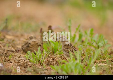 Weibliche spanische Spatenstiche Passer hispaniolensis mit Nahrung. Stockfoto