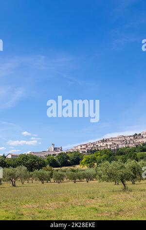 Olivenbäume im Dorf Assisi in Umbrien, Italien. Die Stadt ist berühmt für die wichtigste italienische Basilika, die dem St. Francis - San Francesco. Stockfoto