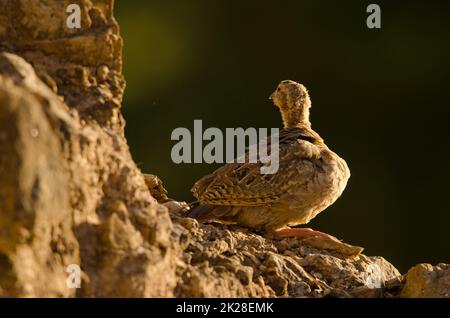 Juvenile von Rotbein-Rebhuhn Alectoris rufa. Stockfoto