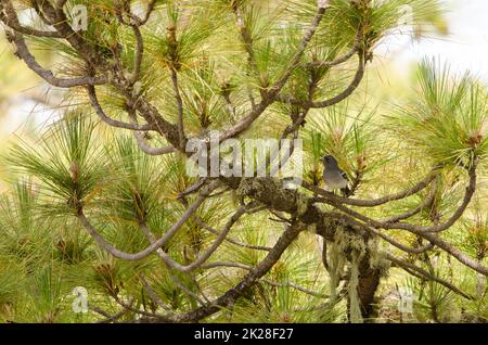 Gran Canaria Blue Chaffinch Fringilla polatzeki. Stockfoto