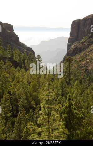 Wald, Klippen und Insel Teneriffa. Stockfoto