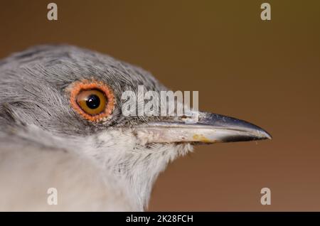 Leiter des sardischen Kriegers Sylvia melanocephala leucogastra. Stockfoto