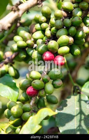 Die ersten Kaffeefrüchte reifen auf der Pflanze. Stockfoto