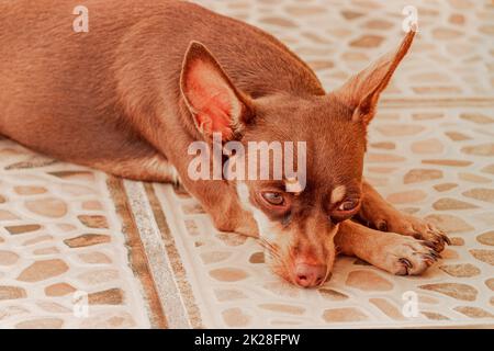 Russischer Spielzeug-Terrier-Hund Porträt, während er müde ist und in Mexiko schläft. Stockfoto