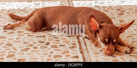 Russischer Spielzeug-Terrier-Hund Porträt, während er müde ist und in Mexiko schläft. Stockfoto