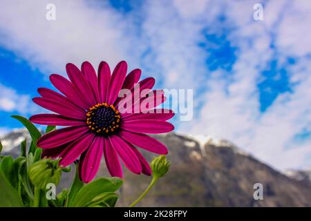 Blühende Blume am Himmel - Eidfjord Stockfoto